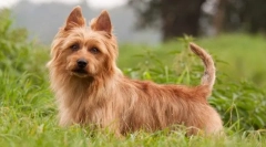 Terrierul australian